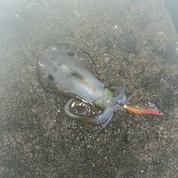 アオリイカ