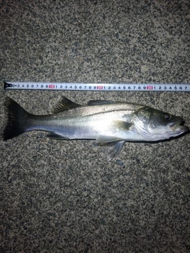 セイゴ（マルスズキ）の釣果