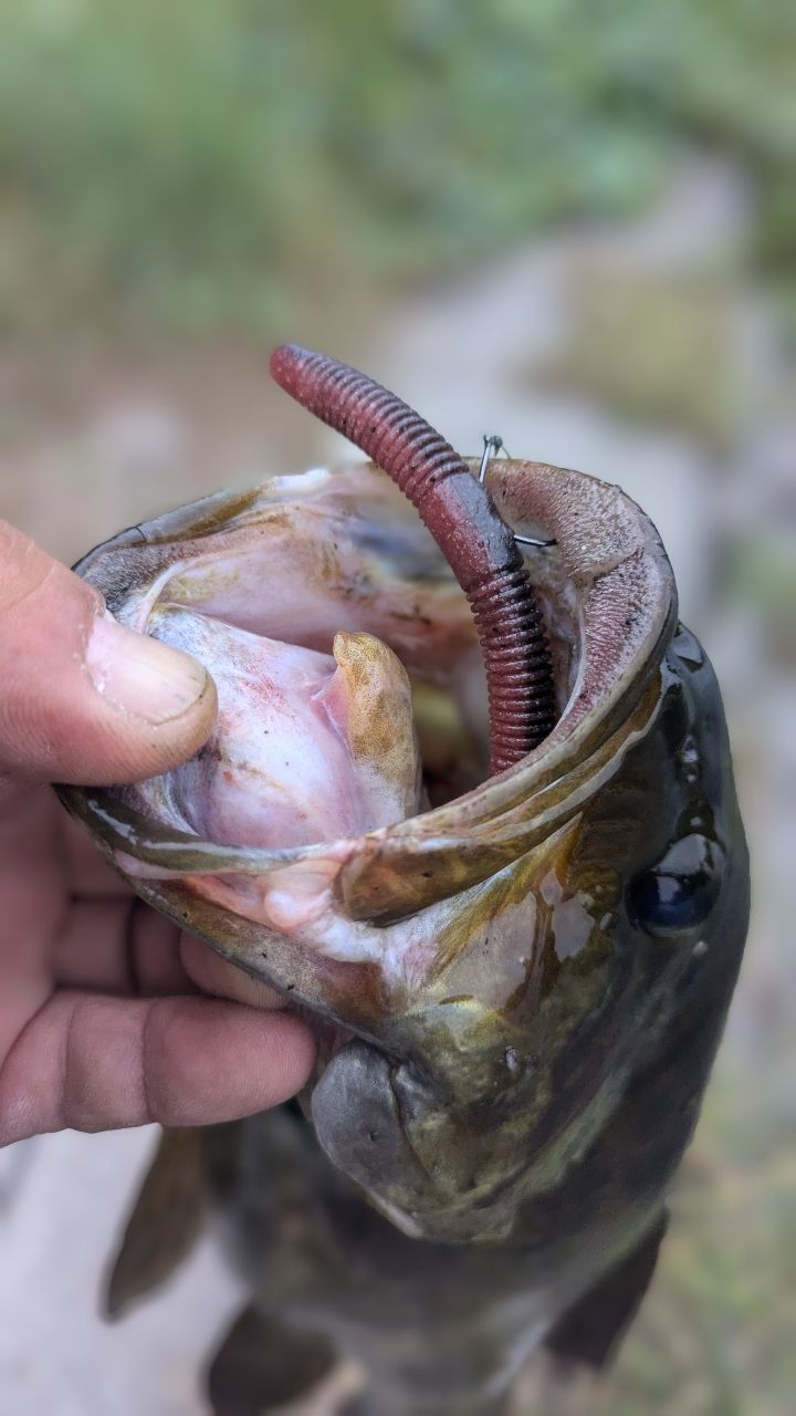 スモールマウスバス