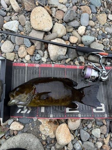 スモールマウスバスの釣果