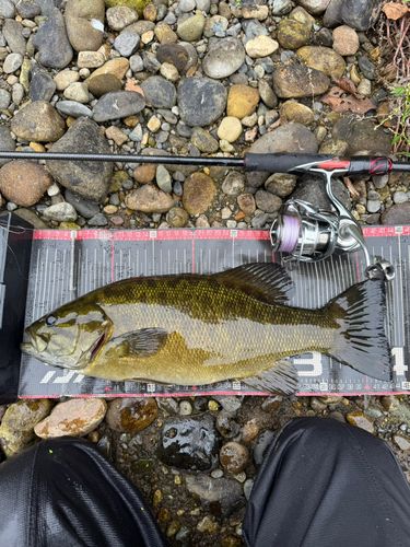 スモールマウスバスの釣果
