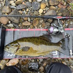 スモールマウスバス
