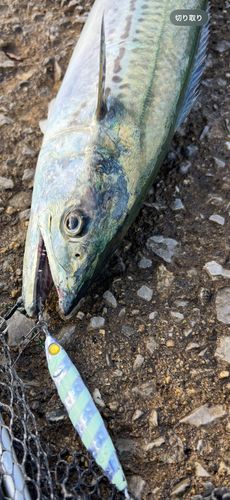 サゴシの釣果