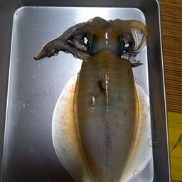 アオリイカ