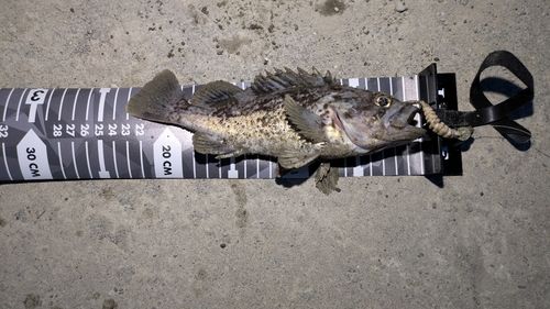 クロソイの釣果