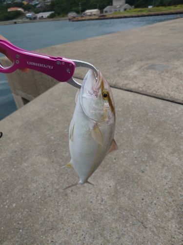 ネリゴの釣果