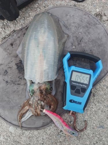 アオリイカの釣果