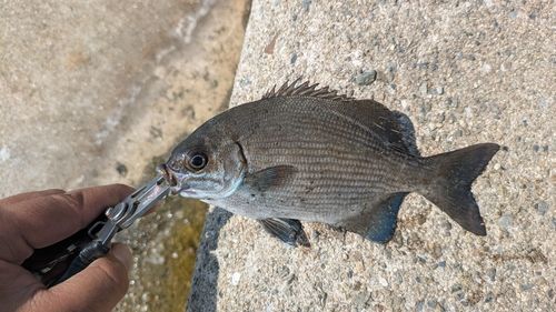 イスズミの釣果