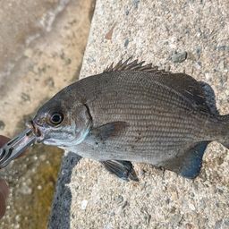 イスズミ
