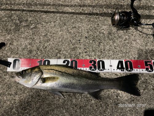 フッコ（マルスズキ）の釣果