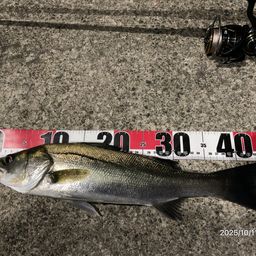 フッコ（マルスズキ）