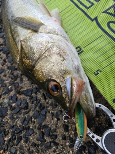シーバスの釣果