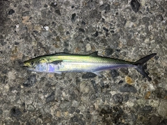 サゴシの釣果