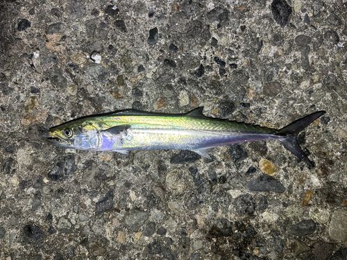 サゴシの釣果