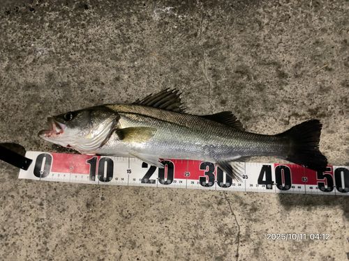 フッコ（マルスズキ）の釣果
