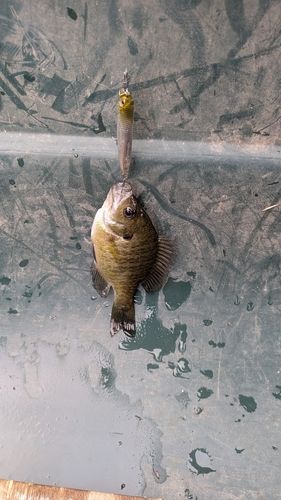 ブルーギルの釣果