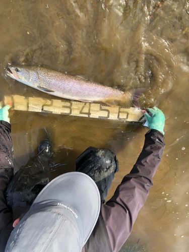 イトウの釣果