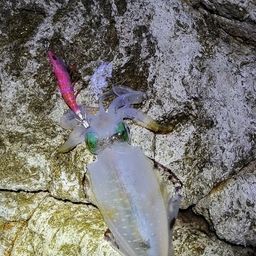 アオリイカ