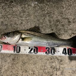 フッコ（マルスズキ）