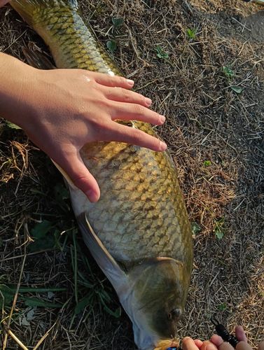 コイの釣果
