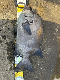 イシダイの釣果