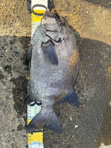 イシダイの釣果