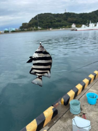 サンバソウの釣果
