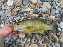 スモールマウスバスの釣果