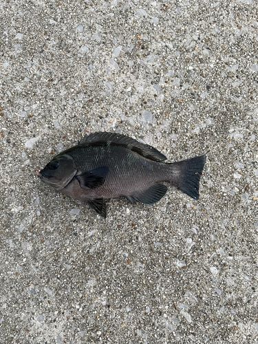 グレの釣果