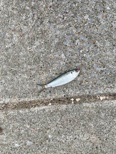 サッパの釣果