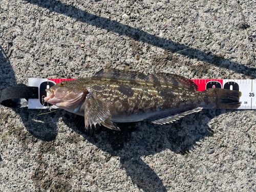 アブラコの釣果