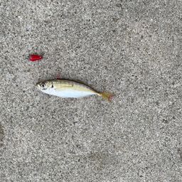 アジ
