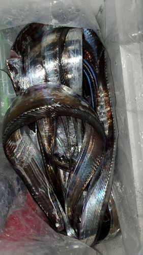 タチウオの釣果