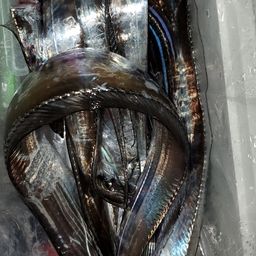 タチウオ