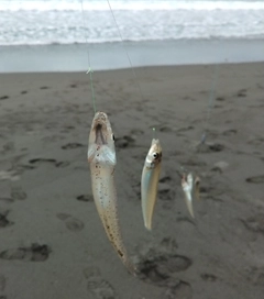 シロギスの釣果