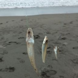 シロギス