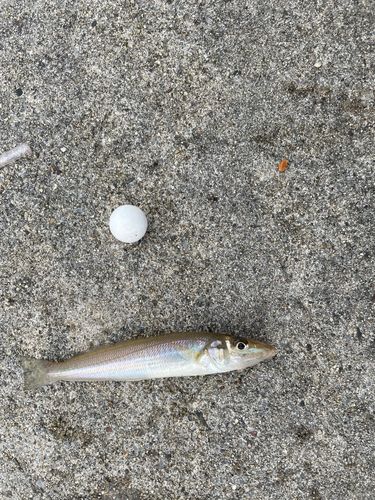 キスの釣果