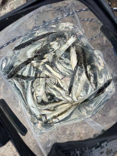 カタクチイワシの釣果
