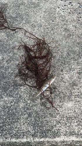 キスの釣果