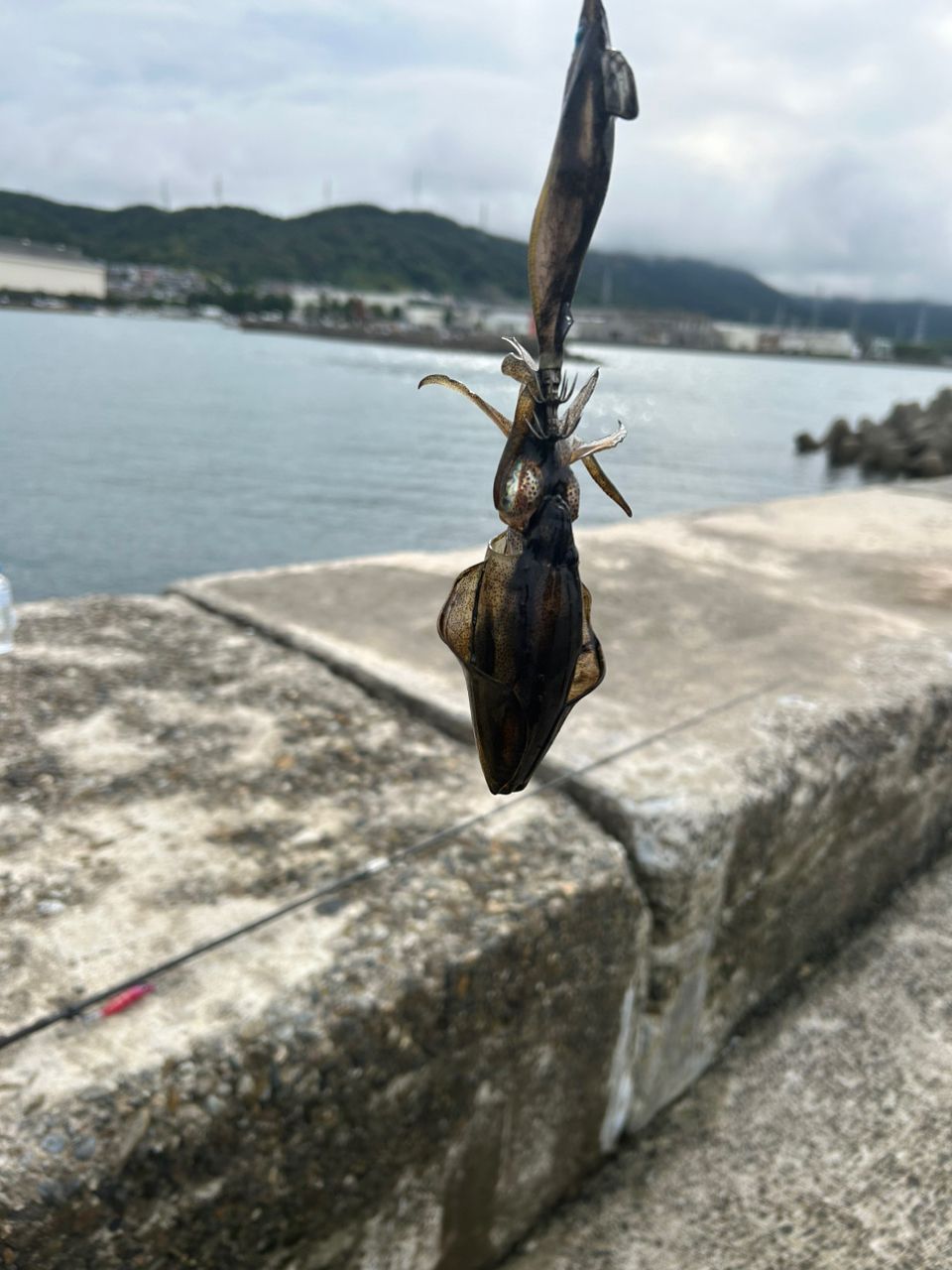 アオリイカ