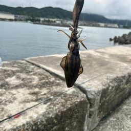 アオリイカ