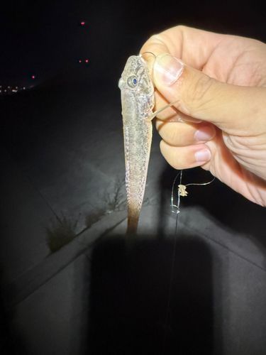 ハゼの釣果