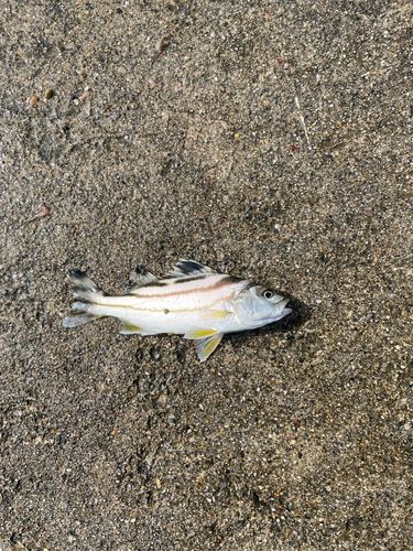 コトヒキの釣果