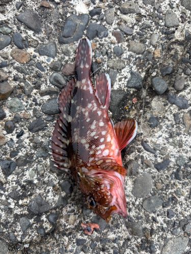 オオモンハタの釣果