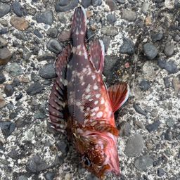 オオモンハタ