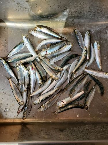 イワシの釣果