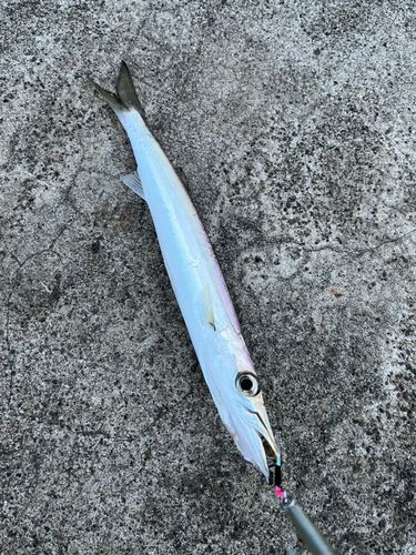 カマスの釣果