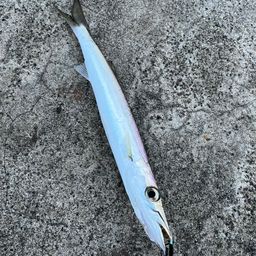 カマス