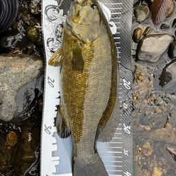 スモールマウスバス