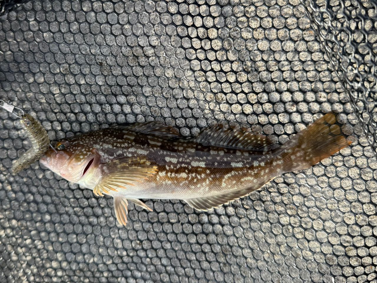 アピア　Brute' HR DD EXTEND 95MHX Amazon | アピア Brute'HR DD EXTEND 95MHX | アピア(Apia